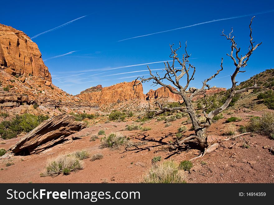 Desert landscape in Capitol Reef with a dead tree in the foreground. Desert landscape in Capitol Reef with a dead tree in the foreground