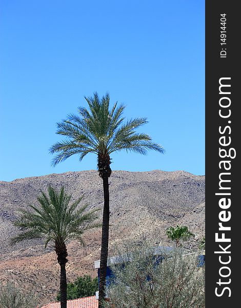 Pair of Palm Trees with a mountain in the background.