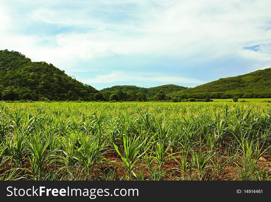 Wide Greenery Corn Field