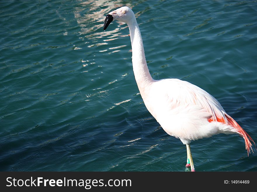 Flamingo Bird walking in the water. Flamingo Bird walking in the water.