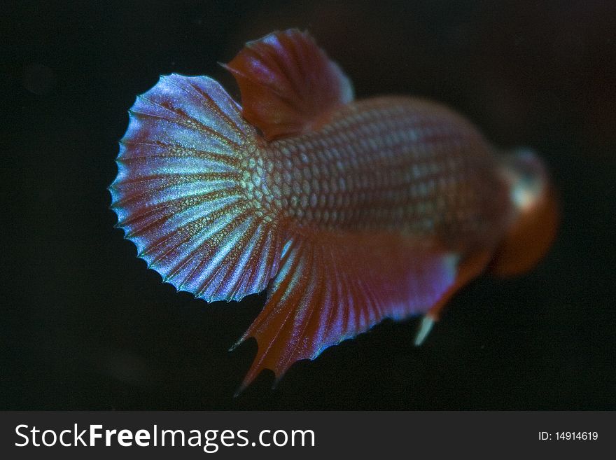 Betta fighting fish is famous in Thailand. Betta fighting fish is famous in Thailand.