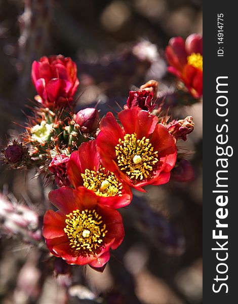 A common plant found in Tucson, Arizona. A common plant found in Tucson, Arizona.