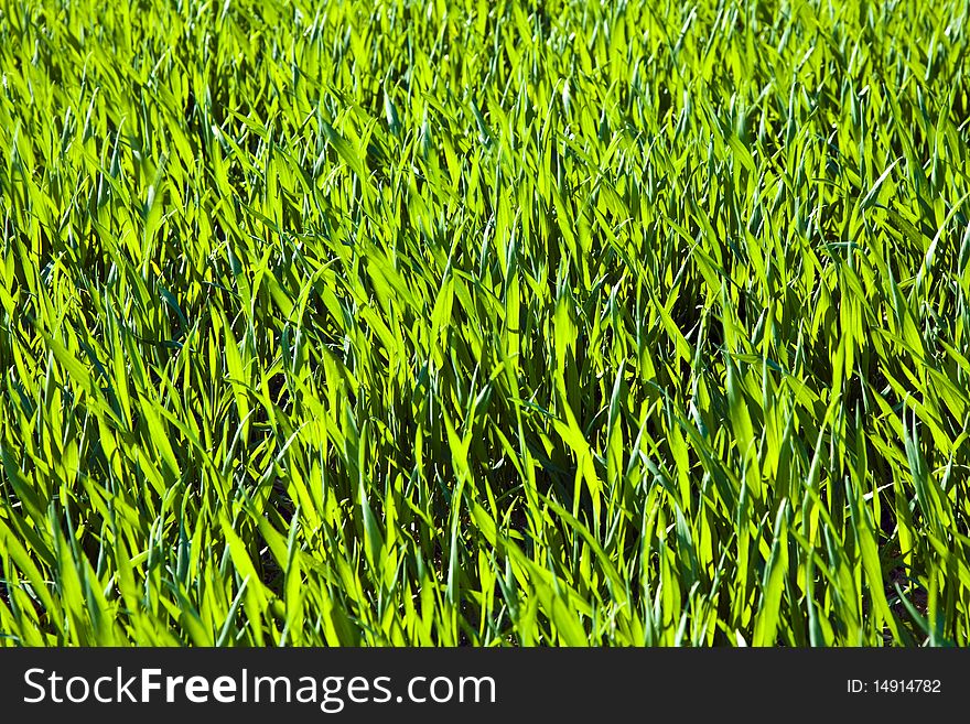 Acre with green flowers in rows in beautiful light