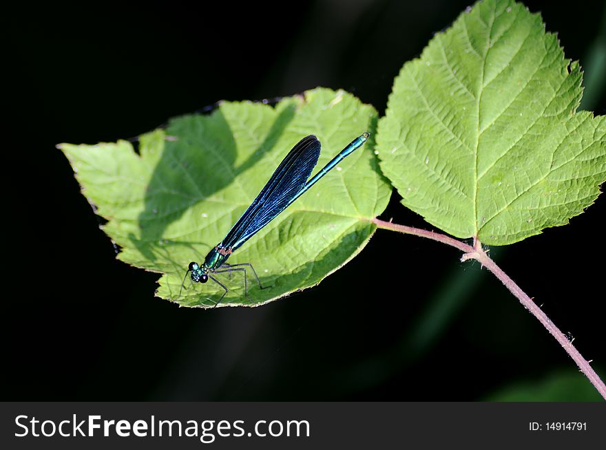 Blue dragonfly on the leaves in Swiss into the geological park of Gole del Breggia (Chiasso - Swiss)