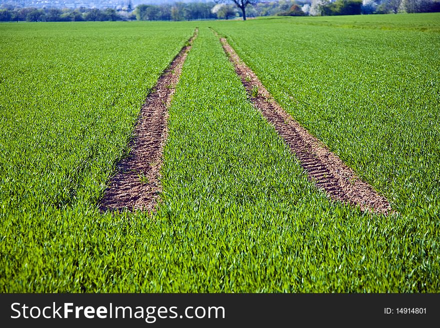 Acre With Green Flowers In Rows