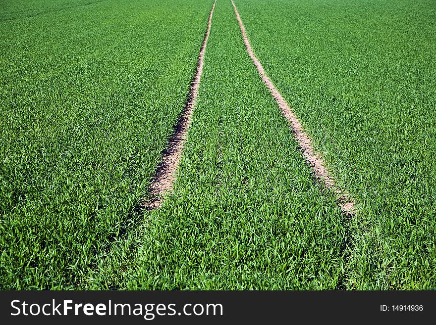 Acre with green flowers in rows in beautiful light and skid marks