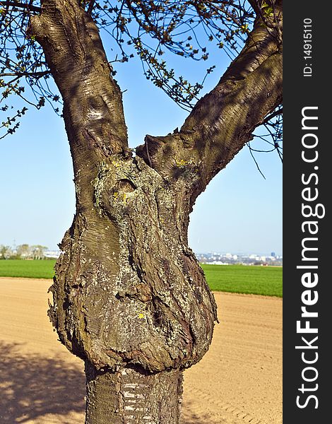 Trunk of tree formed like a face with freshly ploughed acre