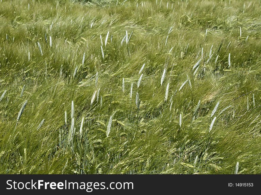 Bright barley field under the the sun