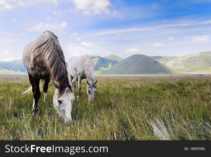 Horses on the meadow in Castelluccio Italy