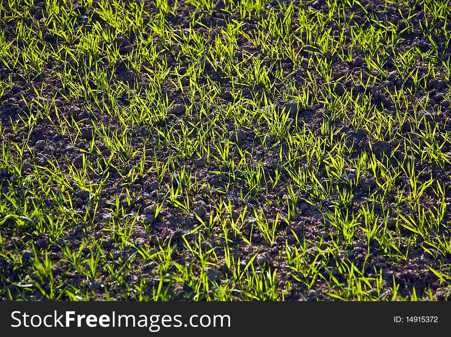 Acre with green flowers in rows in beautiful light