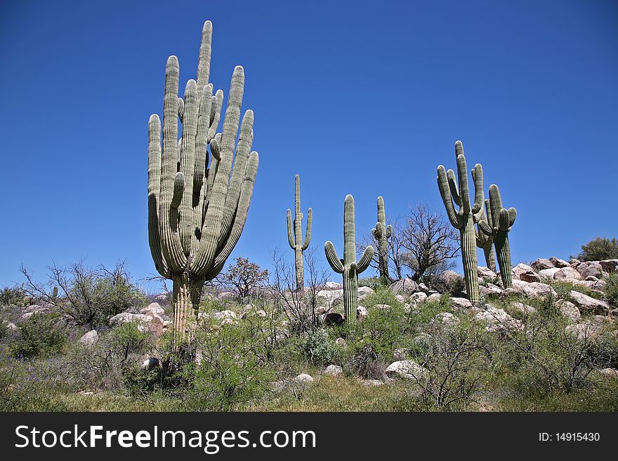 Giant Saguaro Cacti Sentinels of the Desert. Giant Saguaro Cacti Sentinels of the Desert.