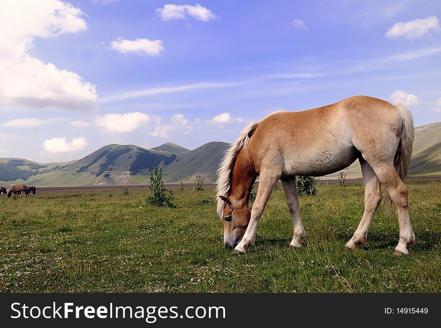 Horses on the meadow in Castelluccio