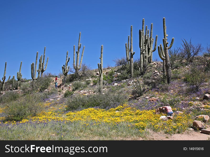 Southern Arizona shows off its colorful flower, with Saguaro. Southern Arizona shows off its colorful flower, with Saguaro.