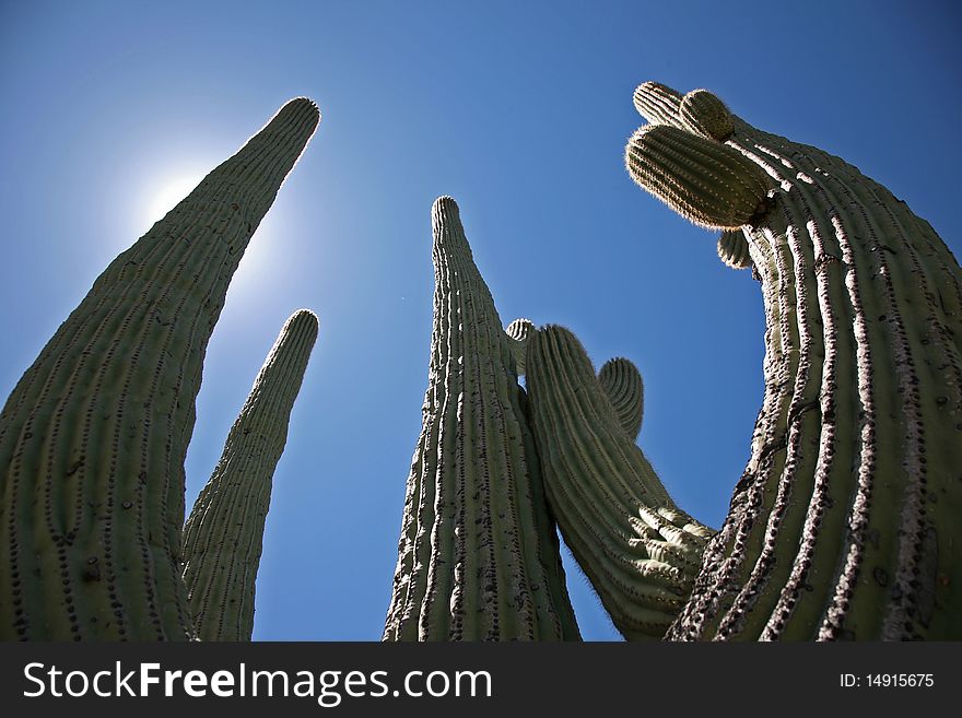 Sentinels of the Desert, the Giant Saguaro Cacti found in Arizona & Mexica. Sentinels of the Desert, the Giant Saguaro Cacti found in Arizona & Mexica.