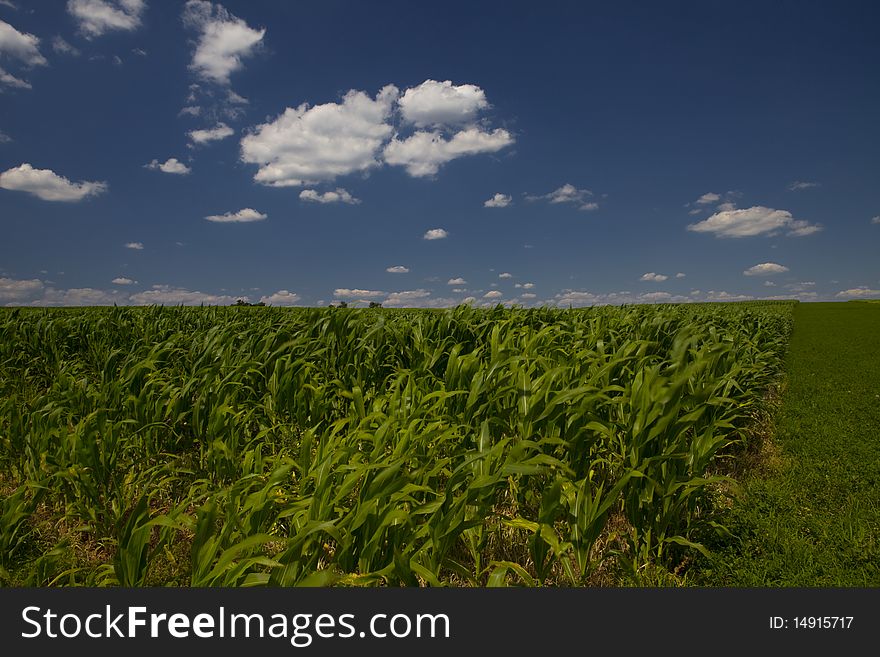 Corn fields in the contryside of Wisconsin in the late Summer