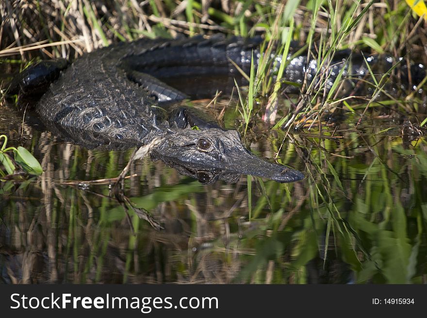 Alligator waiting, ready to go for a swim in the Okefenokee 
National Wildlife Refuge