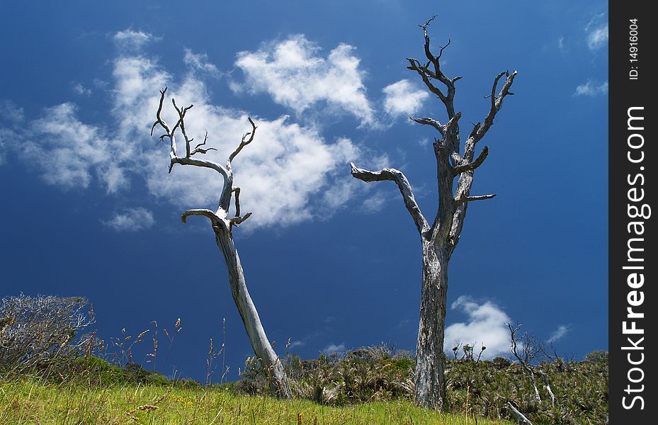 Two dead trees on blue sky background