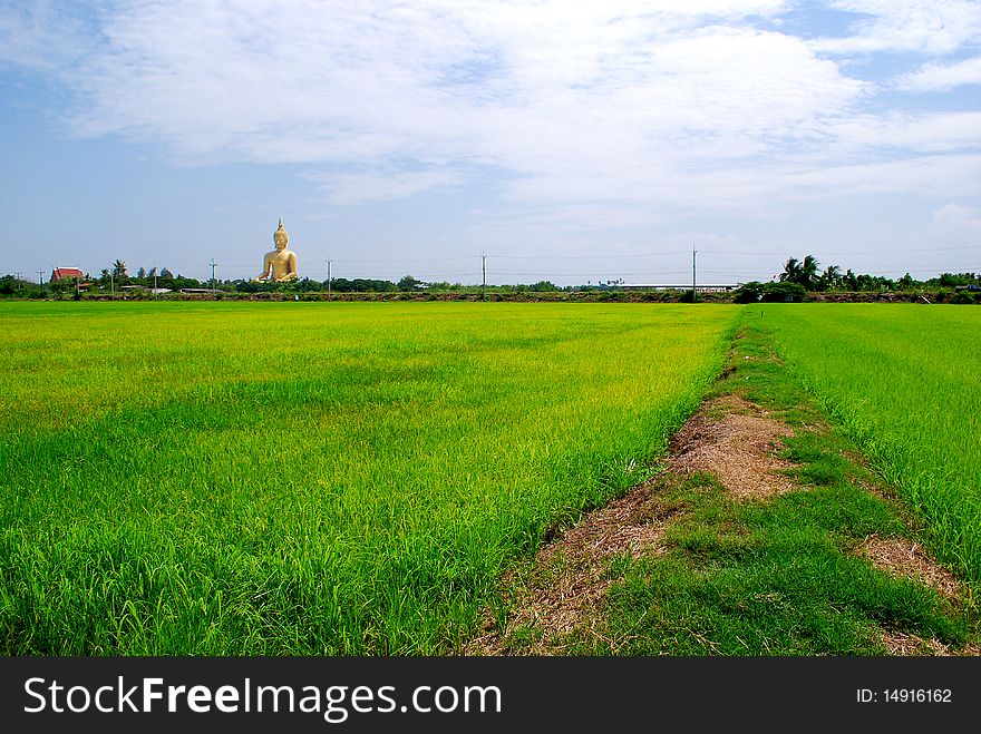 The vast rice fields of the organization is far larger. Thailand. The vast rice fields of the organization is far larger. Thailand