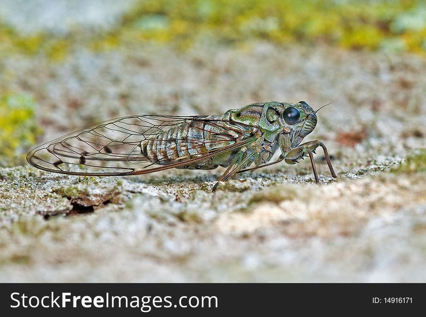 Cicada Beetle