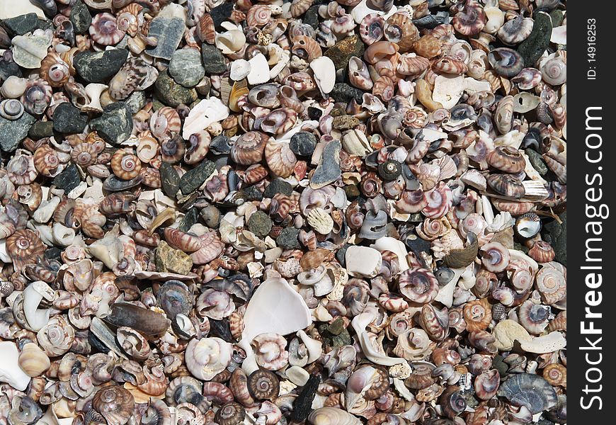 Various shells on the beach