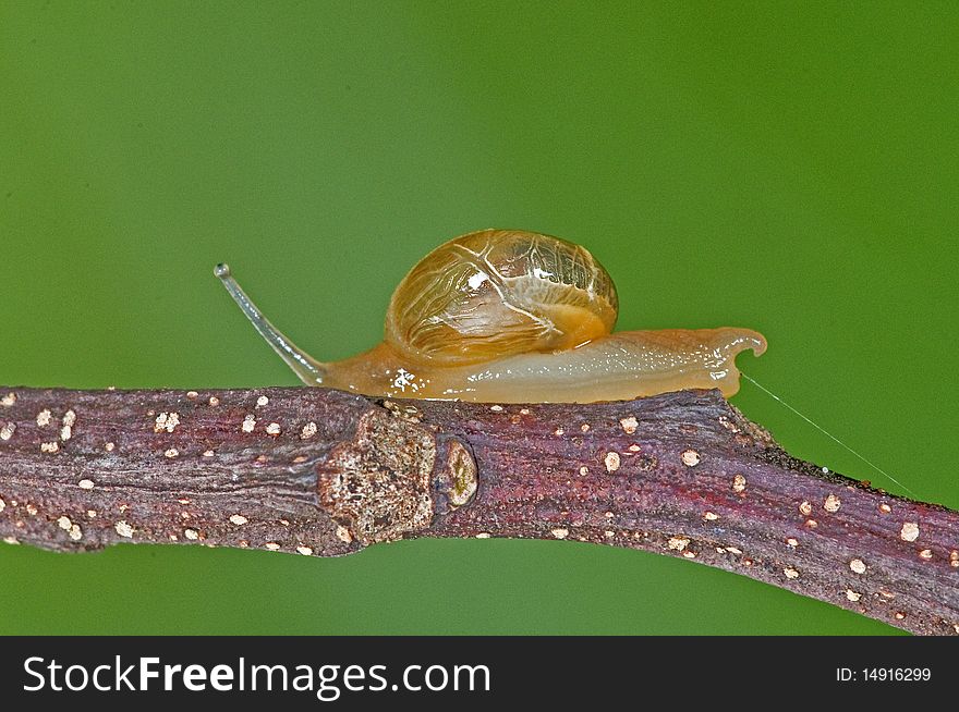 Small Snail In The Park