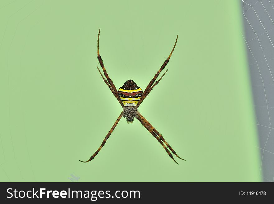 St. Andrew cross spider in the parks