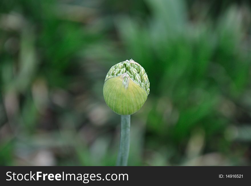 A round green bud with a leafy outer covering looks as if in any moment its ready to burst out into full bloom. On the top of the bud you can see the internals that are already showing themselves. The exposure on the top of the bud reveals many small green pods. A small portion of the stem can be seen along with a blur of green in the background. A round green bud with a leafy outer covering looks as if in any moment its ready to burst out into full bloom. On the top of the bud you can see the internals that are already showing themselves. The exposure on the top of the bud reveals many small green pods. A small portion of the stem can be seen along with a blur of green in the background.