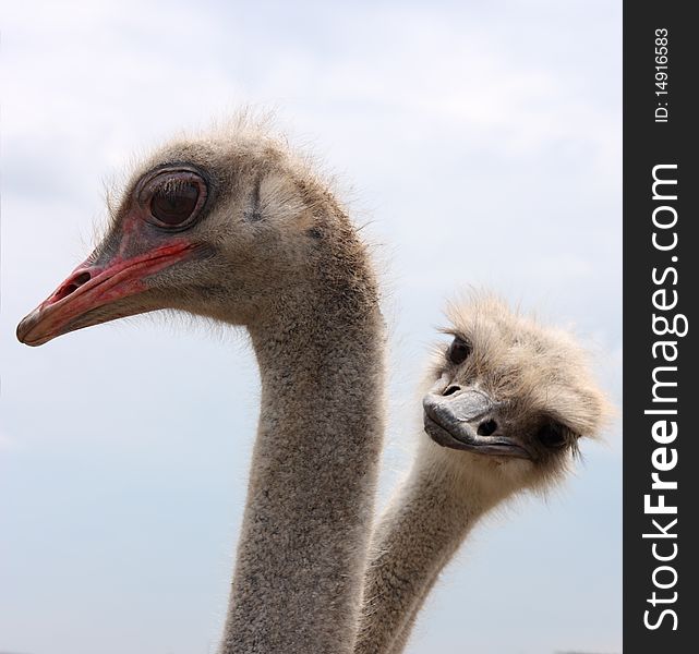 Close up image of ostrich couple