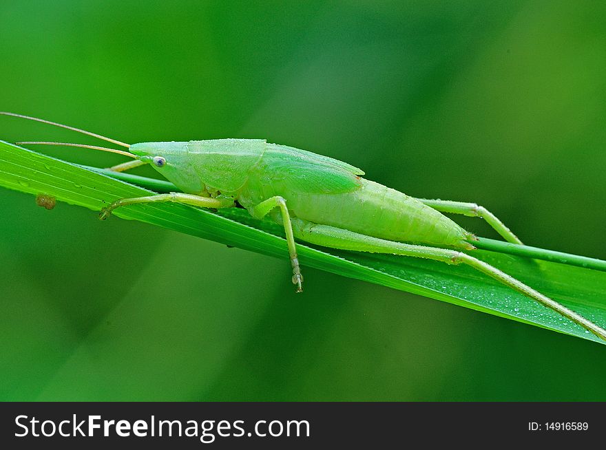 Green katydid in the parks