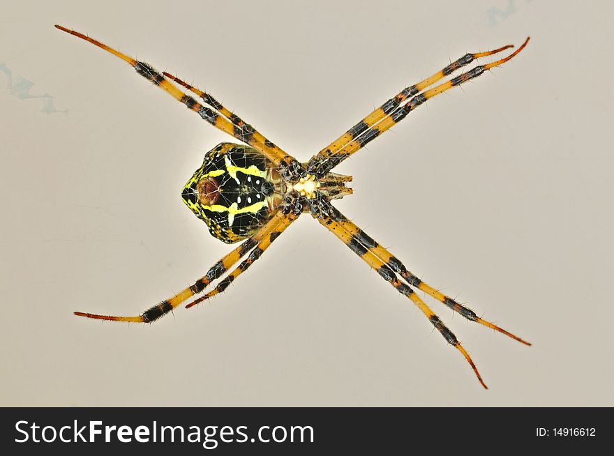 St. Andrew cross spider in the parks