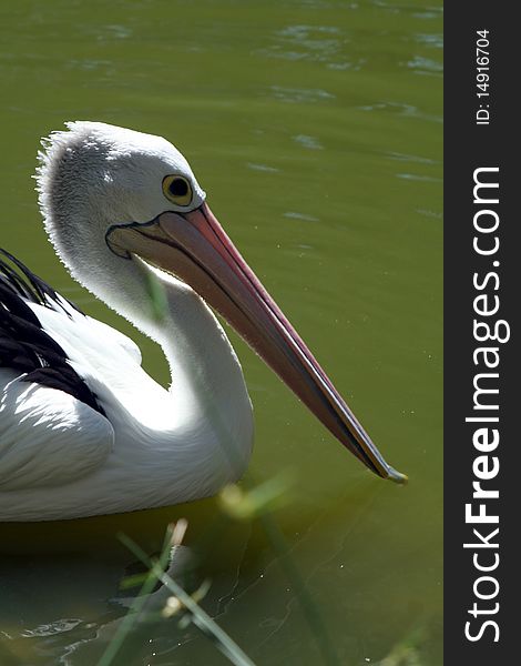 Australian pelican looking for lunch