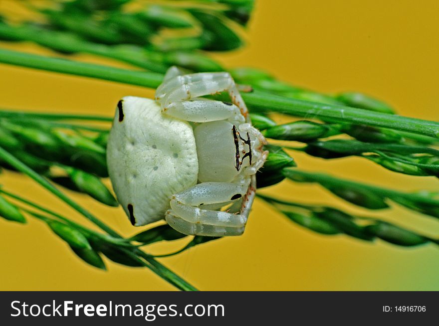 White Crab Spider