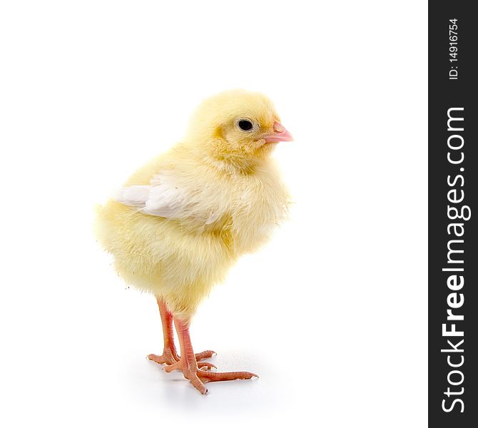 Yellow chicken isolated on a white background