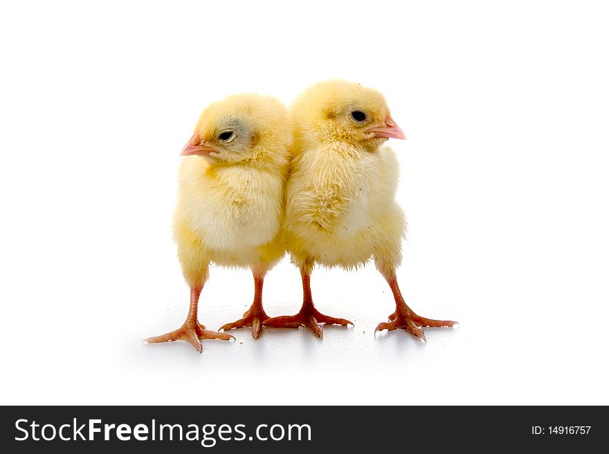 Yellow chickens isolated on a white background