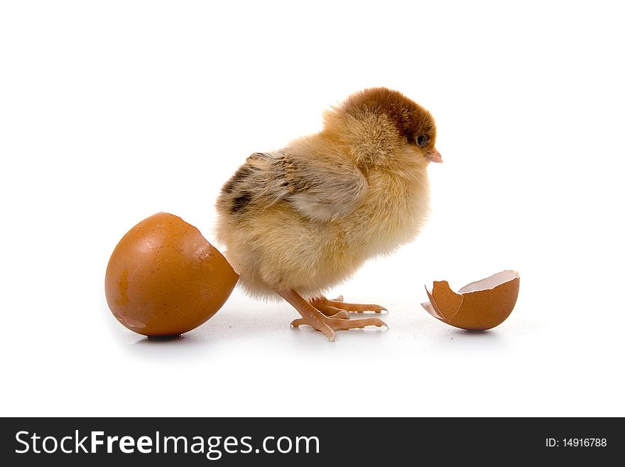 Brown chicken isolated on a white background