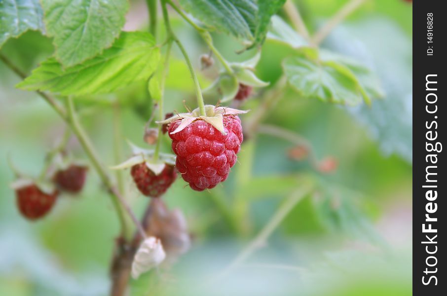 Ripe red raspberry in the summer garden. Ripe red raspberry in the summer garden