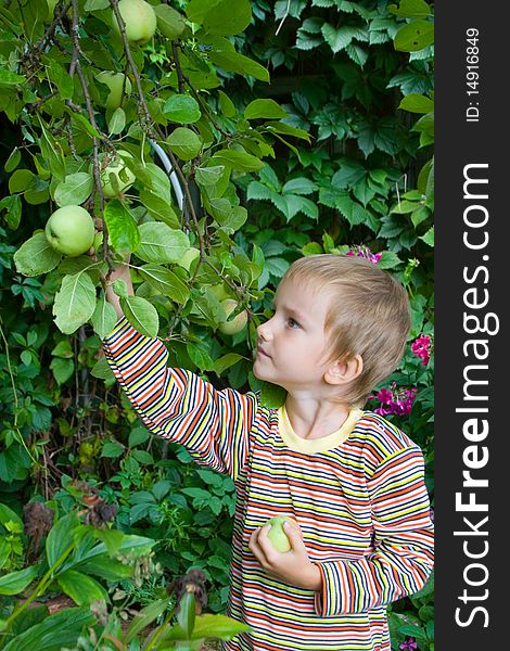 Boy Collects The Harvest Of Apples