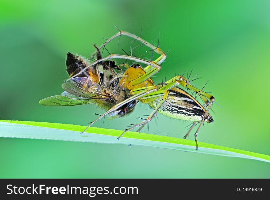 Lynx Spider Eating A Bee