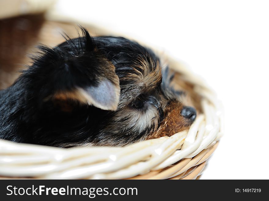 Cute pretty Yorkshire terrier puppy dog sitting in a box