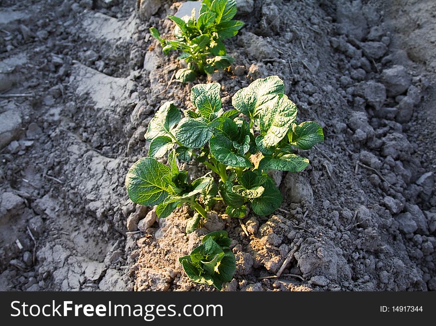 Field with planted on it tuber of a green potatoes. Field with planted on it tuber of a green potatoes