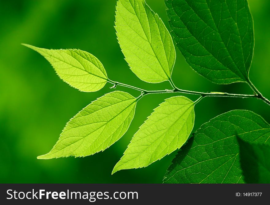 Green leaves in city park in the spring afternoon