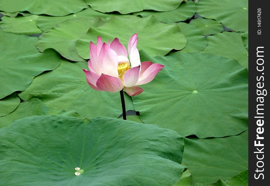 Blooming Lotus Flower In The Lake