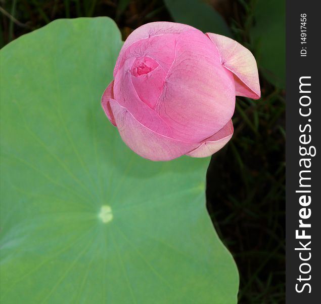 Lotus Flower Bud In Top View