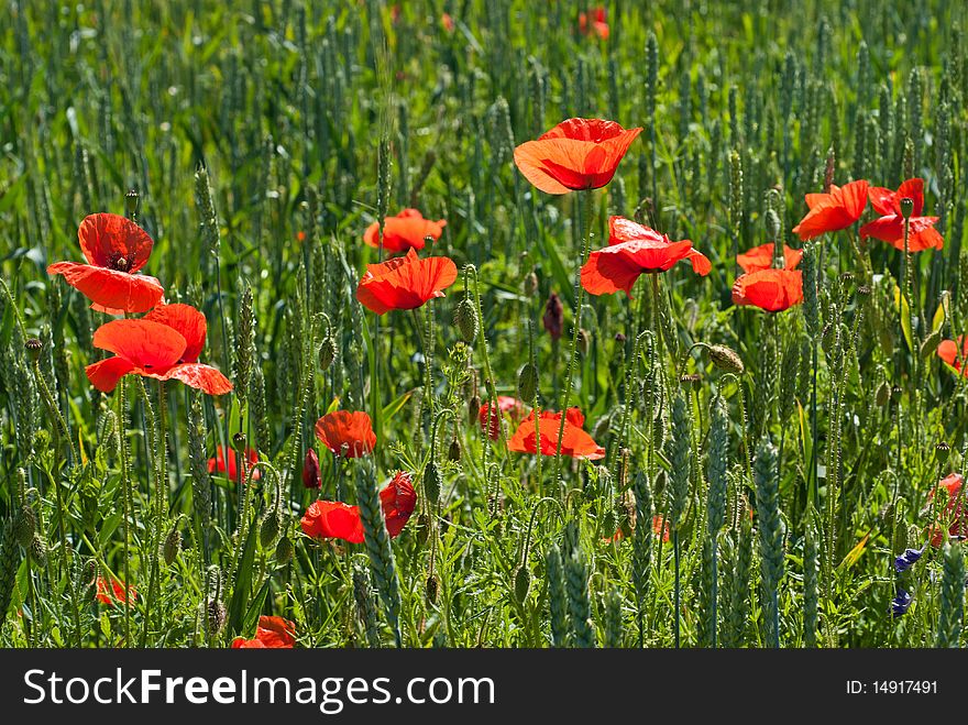 Poppy on field of green wheat