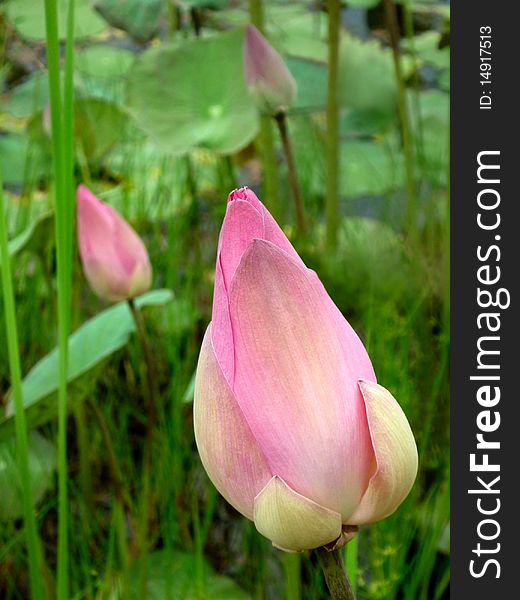 Beautiful Pink Lotus Flower Bud. Beautiful Pink Lotus Flower Bud