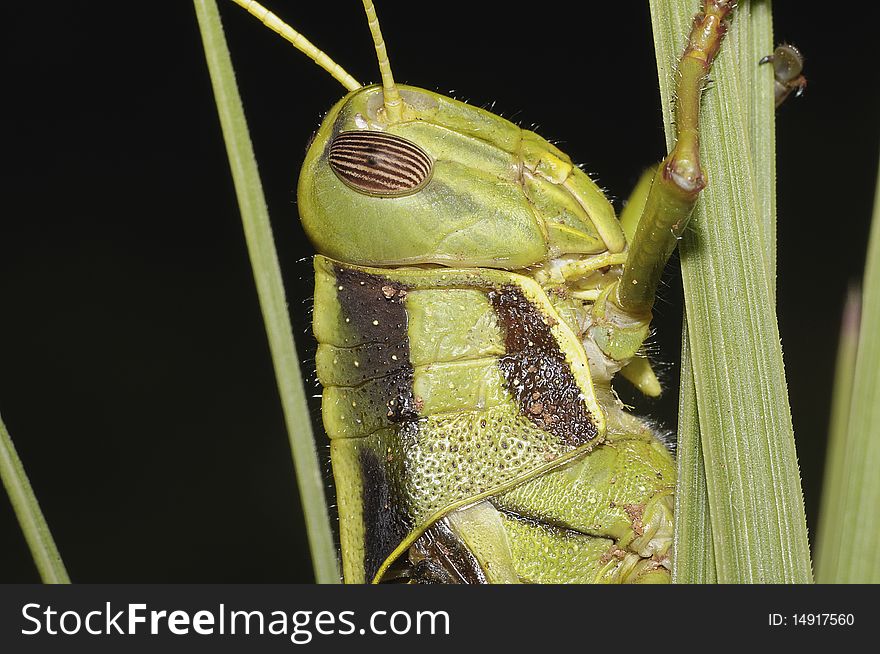 A grasshopper sitting on grass