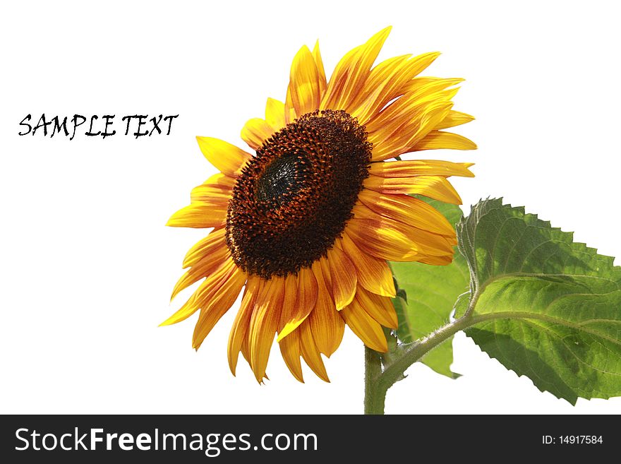 A bright fresh sunflower isolated on white background