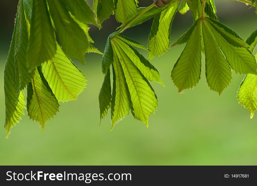 Fresh spring chestnut leaves on the tree