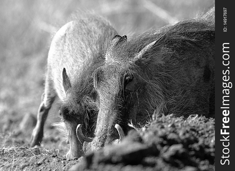 Two warthogs in black and white