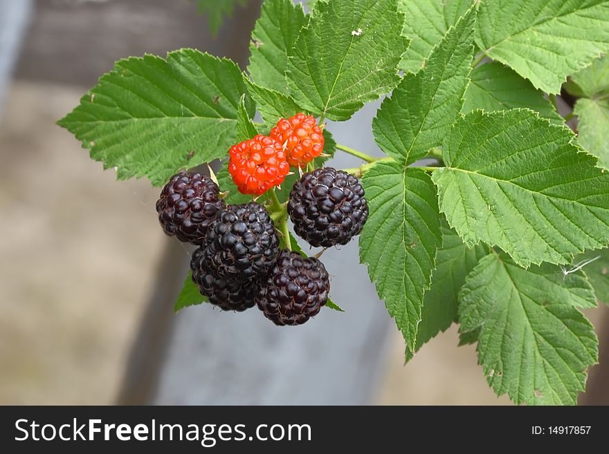 Blackberry fruits on a background of green leaves